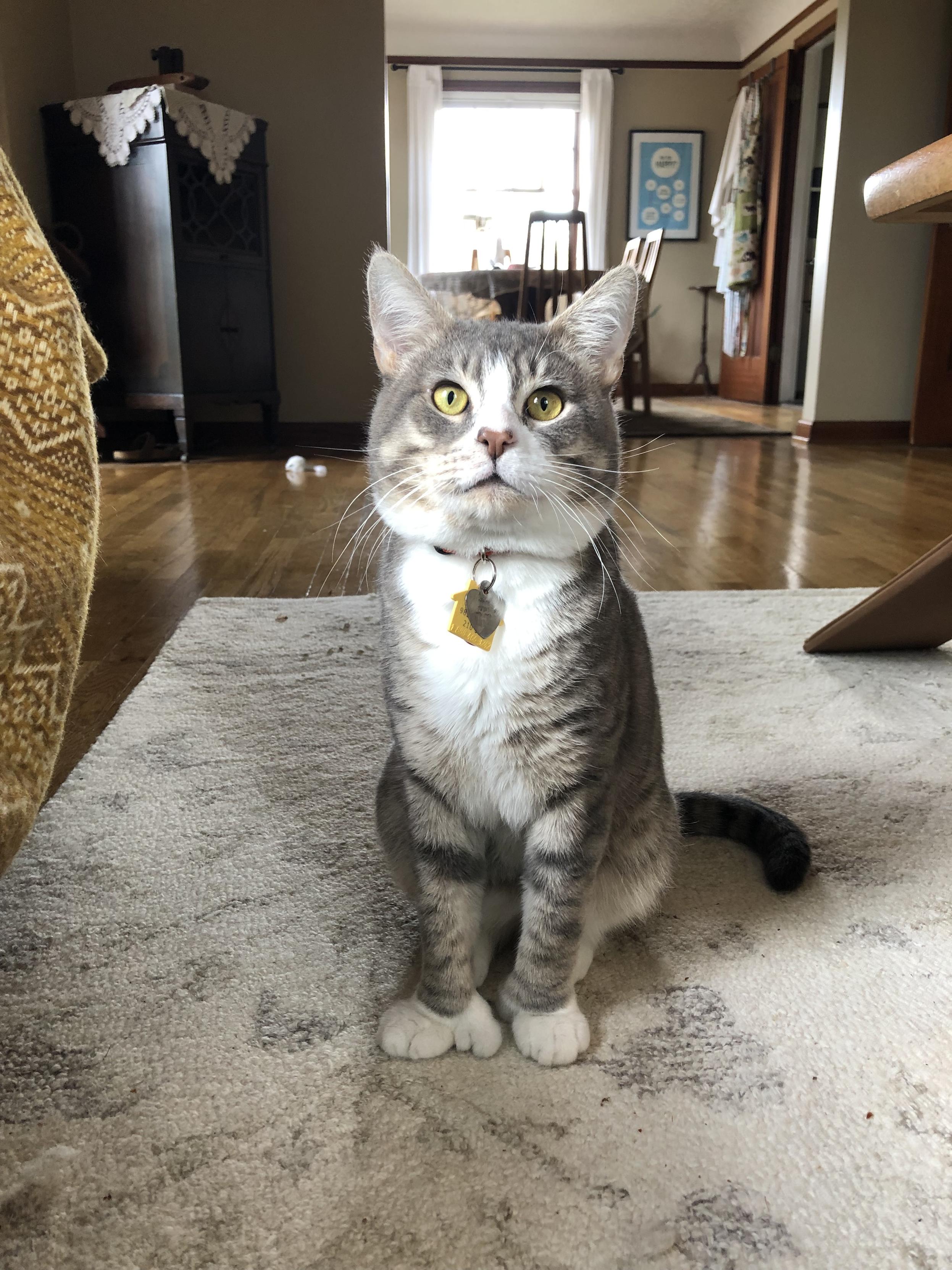 A grey and white tabby sitting on an off-white rug and looking directly at the camera with his yellow eyes. He has extra toes on his front paws.