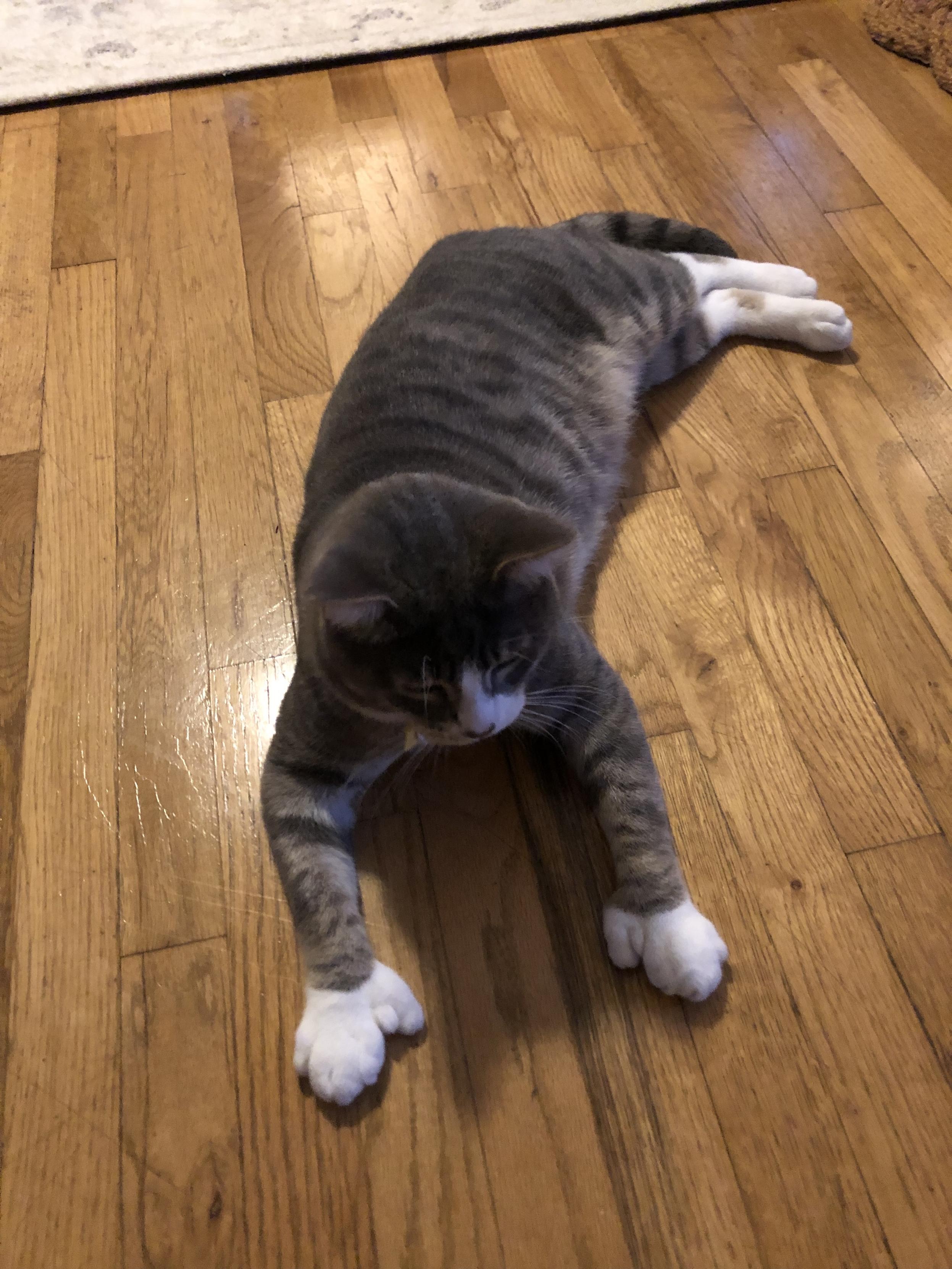 A grey and white tabby lying on a hardwood floor, displaying his white, polydactyl front paws.