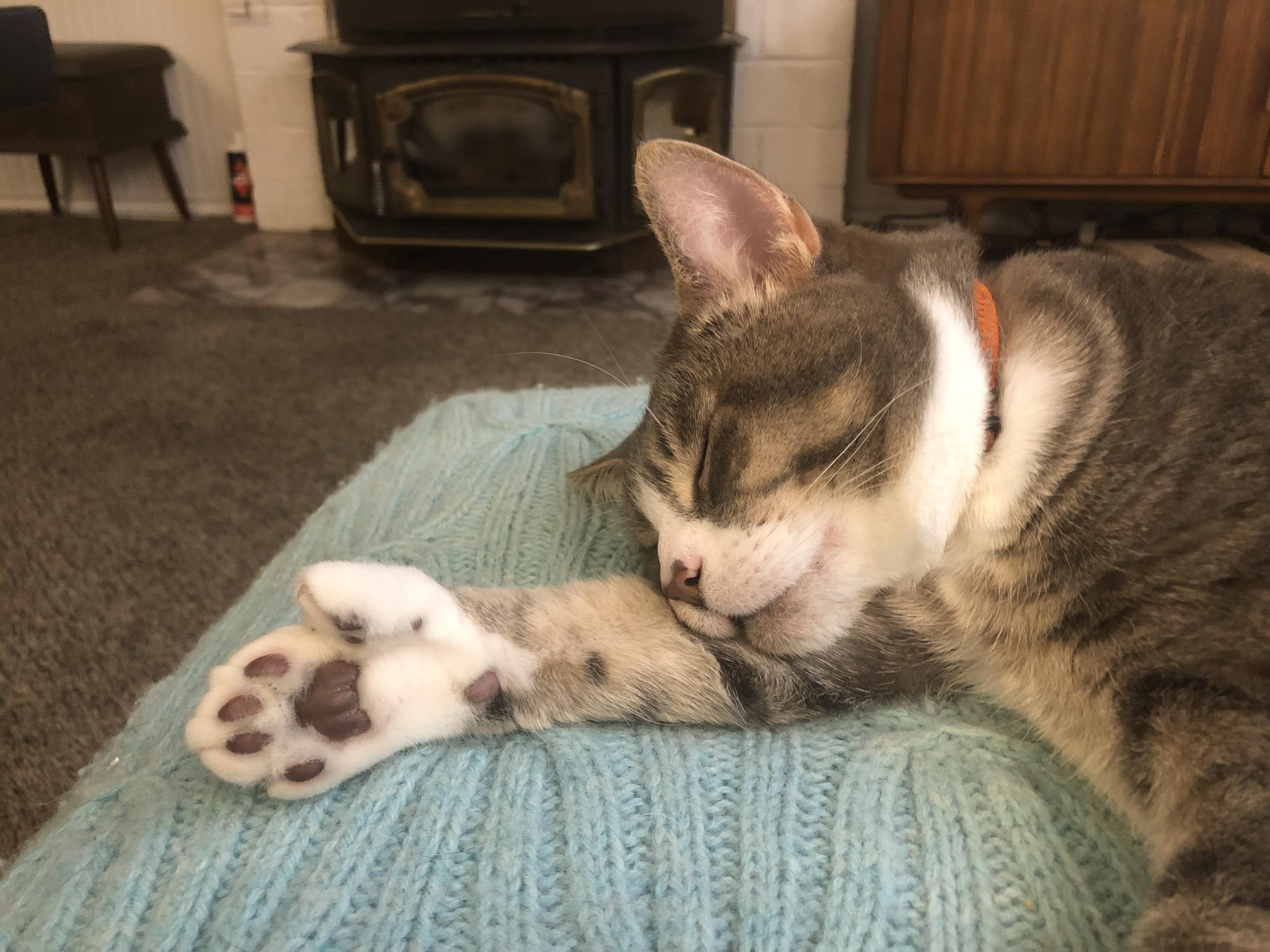 A grey and white tabby, blissfully sleeping on a light blue knit blanket and showing off his cute little front toe-beans.