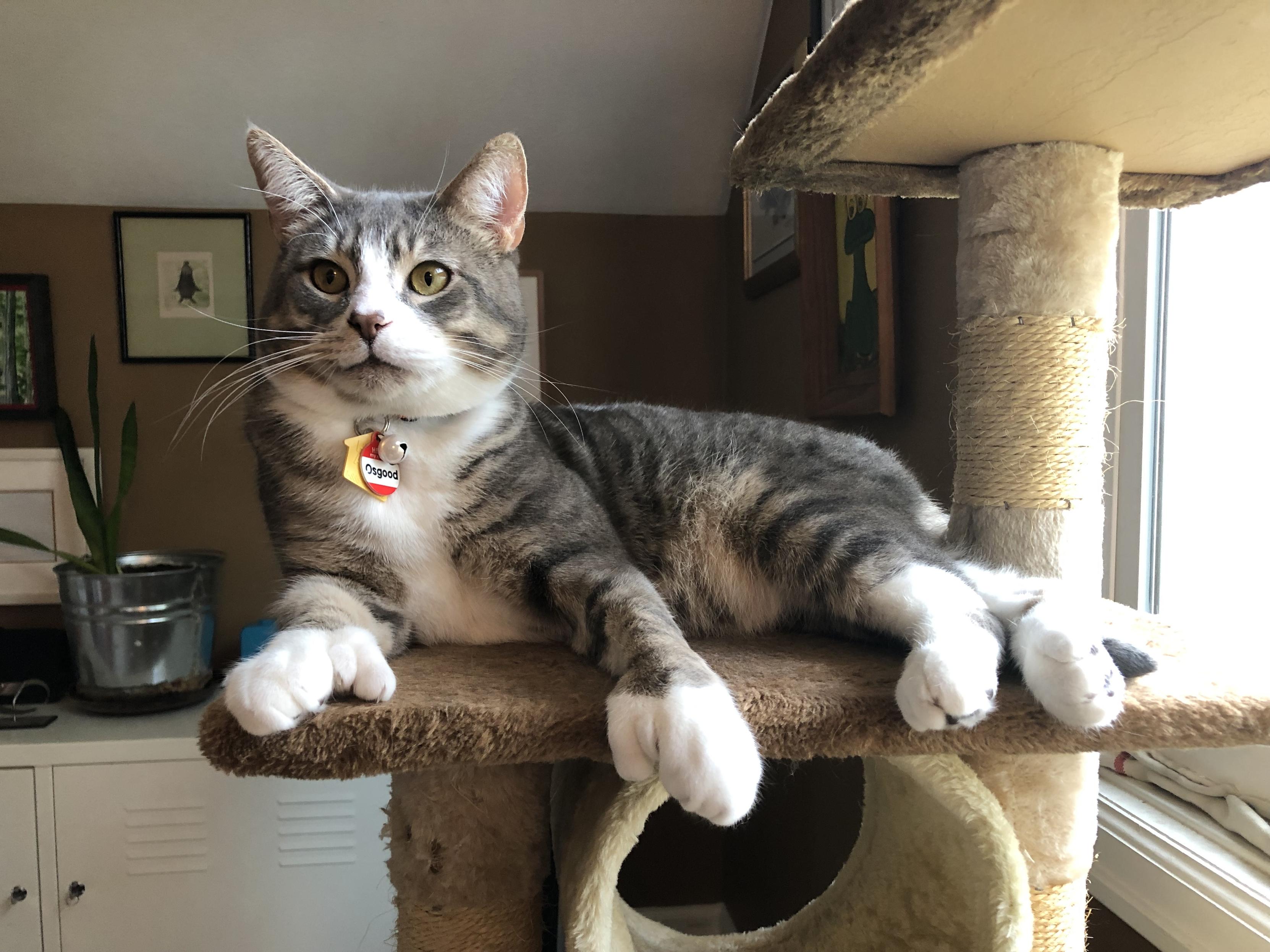 A grey and white tabby reclining but alert on a shelf on a tall cat tree.